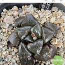 현천농장 이미지