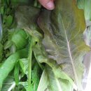 대실농장 이미지