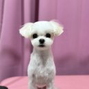 그루밍공방 이미지