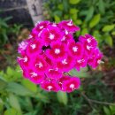 하루농장 이미지