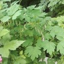 애들아범펜션 이미지