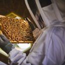 꿀벌태양광발전소 이미지