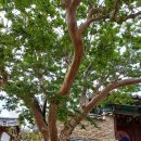 풍산시장 이미지