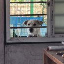 내가 누구개? 이미지