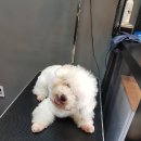 홍은애견미용 이미지