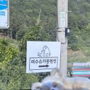 다옴 애견동반 펜션 | 여수 애견동반 펜션 슈가몽 독채 솔직 후기