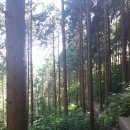 축령산자연휴양림 이미지