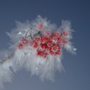 겨울아침창가에서 이미지