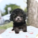 강아지분양 더펫 이미지