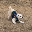 쌍방울애견 이미지