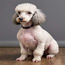 서촌도그살롱 이미지