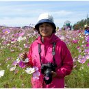 코스모스농원 이미지