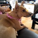 지행주유소 이미지