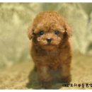 이리오개 이미지