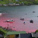 안녕고래 이미지