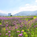 버들공원 이미지