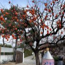 진도주조장 | [국내 여행] 전남 해남 가볼만한 곳 정원이 아름다운 해창주조장에서 해창막걸리 12도 구매후기!