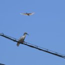 우포 따오기 구조 치료센터 이미지