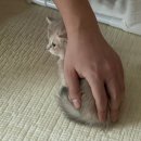 강남 고양이 분양 냥블리 | 강남고양이분양 후기 미오즈 (meoz) 핑크골드 먼치킨 '모찌'