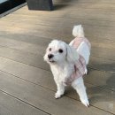 더프라임동물의료원 이미지