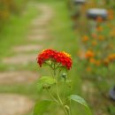 산머루펜션 이미지