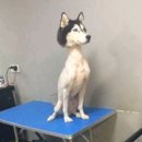 반려동물 셀프미용 이미지