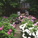 경기도 광주시 퇴촌작은도서관 | [경기도 광주 가볼만한곳] 여름의 예쁜 추억, 퇴촌 율봄식물원 수국 나들이