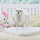 말티즈하우스 이미지