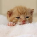 24시김승현외과동물메디컬센터 이미지