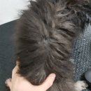 유애견 네이버블로그