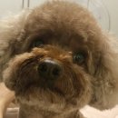 젠틀그루밍 이미지