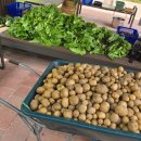 붓으로하는캘리그라피B반 | 25년 LH 도시농업 동탄팜가든 팜스쿨 팜파티 및 1년간 수업 후기