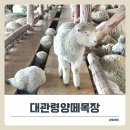 차원목장 | 강원도 겨울여행지로 평창 대관령양떼목장 어떨까? 솔직히 비추..