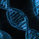 크리스퍼 카스나인(CRISPR-Cas9)