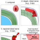 Re:Re: Wallerian degeneration: gaining perspective on inflammatory events after peripheral nerve injury 이미지