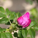 해당화피는아침 이미지