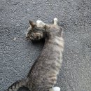 대천정통중화요리 이미지