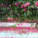 넝쿨장미집 이미지