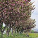 우산천변길 이미지