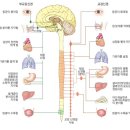 교감신경[ sympathetic nerve , 交感神經 ] 이미지