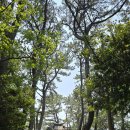 정운공순의비 이미지