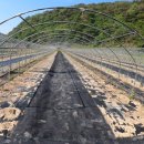 영천열매마농장 이미지