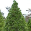 금송목재 이미지