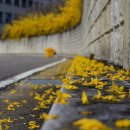 아름다움 이미지