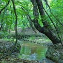 숲속작은개울 이미지