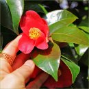 일출정 | 3월 여수 여행 가볼만한곳 봄꽃구경 자산공원 주차 갈곳