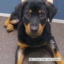 열린24시동물병원 이미지