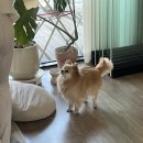 샤이옴요가 | 상주견이 있는 신사역 요가원 샤이옴요가