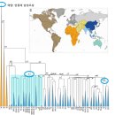 Re: 최초 부계하플로 조상 수천 명 중 남성 한 명 외에는 사라진 혈통 표현이 맞을까요? 이미지
