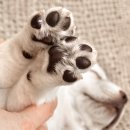 여시발바닥 이미지